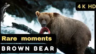 Brown Bear | Grizzly Bears catching Salmon | Nature's Great events | Angry Bear