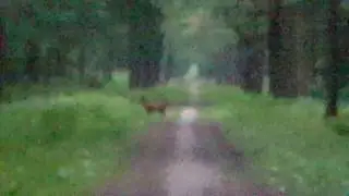 Ree in wild gezien in Liesbos.