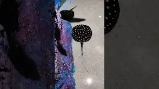 Beauty #destinygo #shortsfeed #shortsviral #shortvideo #shorts #short #viral #viralvideo #viralshort