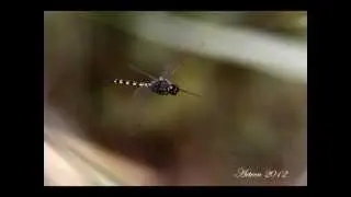 Dragonfly Soul