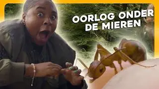 MIEREN op oorlogspad | Maar Natuurlijk