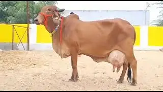 Brazil ka gir cow milk 25litar #trending #farming #cow #cowvideos