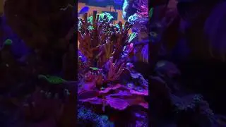 Is It Floating? #aquarium #reefkeeper #reefobsessed #reeflife #fishtank #aquascape