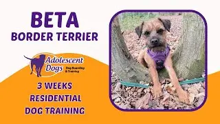 Beta the Border Terrier | 3 Weeks Residential Dog Training