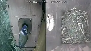 Great Tit Blue Tit Nest Box 15th April 2016