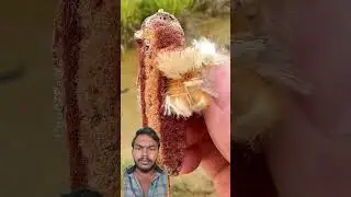 Rare Plant That Looks Like Grass but Worth Thousands - Cattail Benefits #shorts  #plants #farming
