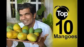 Which is tastiest Mango in the world? any Guess? மாம்பழ வரிசை பத்து | Top 10 Mango Varieties