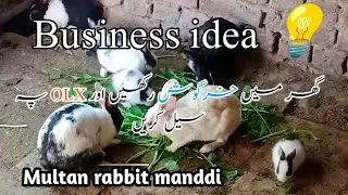 Rabbit Manddi Multan |  small business idea | business from home | rabbit business 
