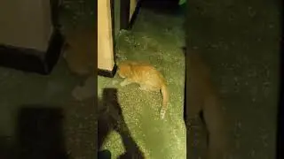 Ночные покатушки (помыли пол 