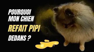 🐶 Pourquoi mon chien refait pipi dans la maison ? 🐾 : 100% #POMERANIAN #chihuahua #louloudepomeranie
