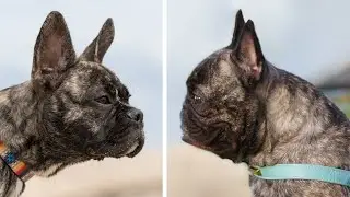 French Bulldogs Are Going to be Monster Dogs!
