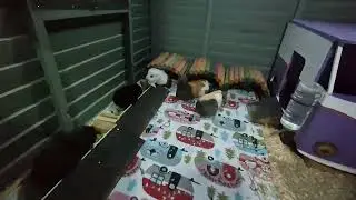 Full cage cleaning day and also veggie day 11/12/26 part 2