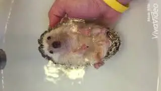 Hedgehog bath