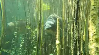 Riesenkarpfen (ca.120cm und 30 kg ) im Attersee