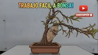 Trabajito sencillo a bonsai de ahuehuete 