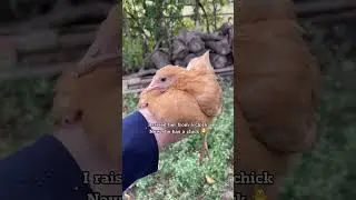 Adorable hen has a baby chick 🐥🧡 #backyardchickens #adoreble #fyp