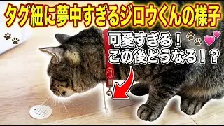 【不審】タグの紐に挙動不審の行動をするジロウくん　Jiro is acting suspiciously towards the tag string.