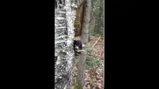 Best place to find Chaga