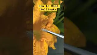 #pollination #pollinators #bees #squash #blossom #flowers #gardening #organicgarden #veggiegarden