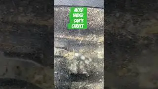 Moldy Carpet Removal#mold#howto#autodetailing#detailing#carpetcleaning#diy#dirt#cardetailing