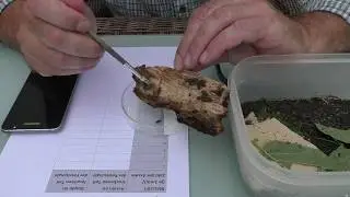 Asseln und der abiotische Faktor Feuchtigkeit