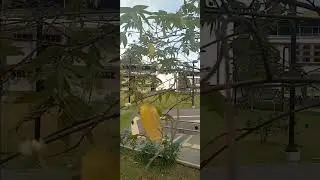 me.parece que es capulin...era ulmaceae