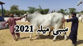 Sibbi Mela 2021 | Sibi Bhagnari Bachra | #sibi #sibbi #bhagnari #video #trending #youtubeshorts #yt
