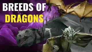 The Breeds Of Dragons In The Wizarding World | Harry Potter Explained | Fantastic Beasts