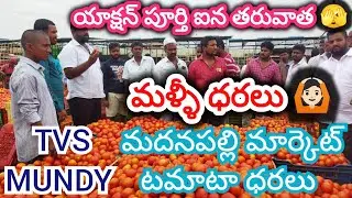 11/01/26 Madanapalle Tomato Market Price Today || Today Tomato Market Rate In Madanapalle #today