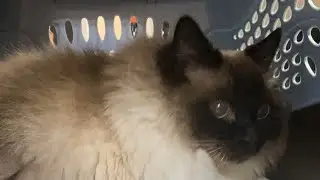 Cat Grooming Class🌸The Comb Cut
