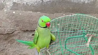 Bittu Bittu song talking #parrot #cute #birds .....!