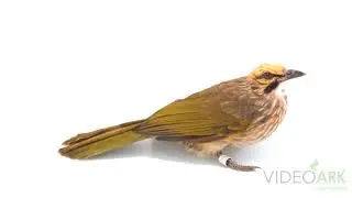 A critically endangered straw-headed bulbul (Pycnonotus zeylanicus) at Jurong Bird Park.