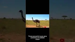 Ostrich Eyes vs Brain: Nature&rsquo;s Funniest Comparison!