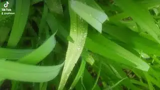 Green Steel Soul nature spring grass