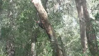 Large Pileated woodpecker (Dryocopus pileatus)