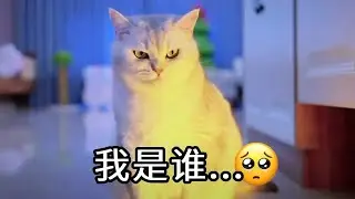 主人收拾家的时候差点被箱子砸，不料小猫咪为了救主人竟然被砸失忆了，太可怜了！【七宝小圆子】