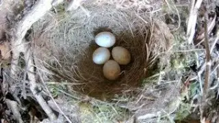 Robins Nest 4 Eggs Nightwatch  4