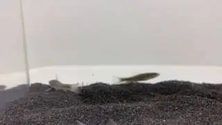 Sucking Loach