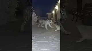 The brave cat saved the dog! #animals #viral #save #cat #dog #tiger #brave
