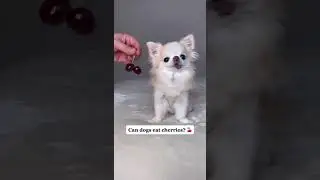 Can Dogs Eat Cherries? By Chihuahua Cedric #shorts