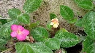 Episcia Lil lemon