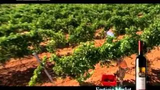 Agrokorvina - Agrolaguna