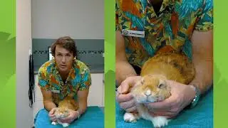 How To Administer Oral Liquid Medication To Your Rabbit