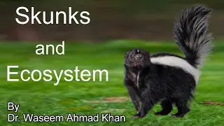 Skunks and Ecosystem | Skunk's Role In Ecosystem | How Skunks Protect Themselves | Skunk Animal