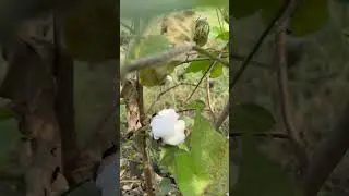 Rasi cotton in Marathwada region