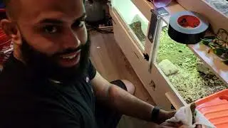 Cuban Rock Iguana DIY enclosure