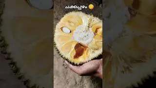 ചക്കപ്പഴം 🍍😋                                       #food #nature #shortsviral