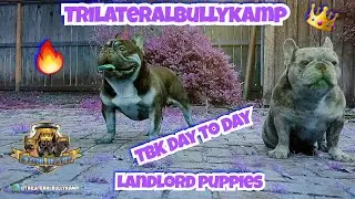 Landlord puppies 1 week update TBK day to day #25 (Exotic bullies)(French Bulldogs)