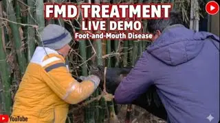FMD Treatment by Dr alok #nonfollowers #cow #goat #cow #animalcare #Shorts, #trending, #viral, #FYP 