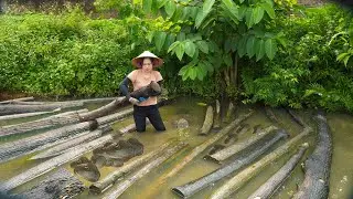 Harvesting Mussels, Catch Snakes & Fish to Sell at the Market - Make Mussel Porridge - Free New Life